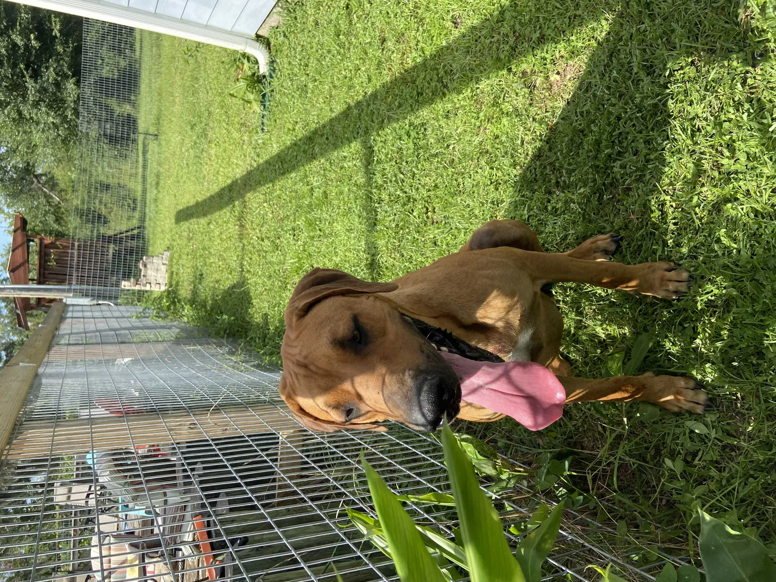 Found dog in Youngstown, FL, 32466