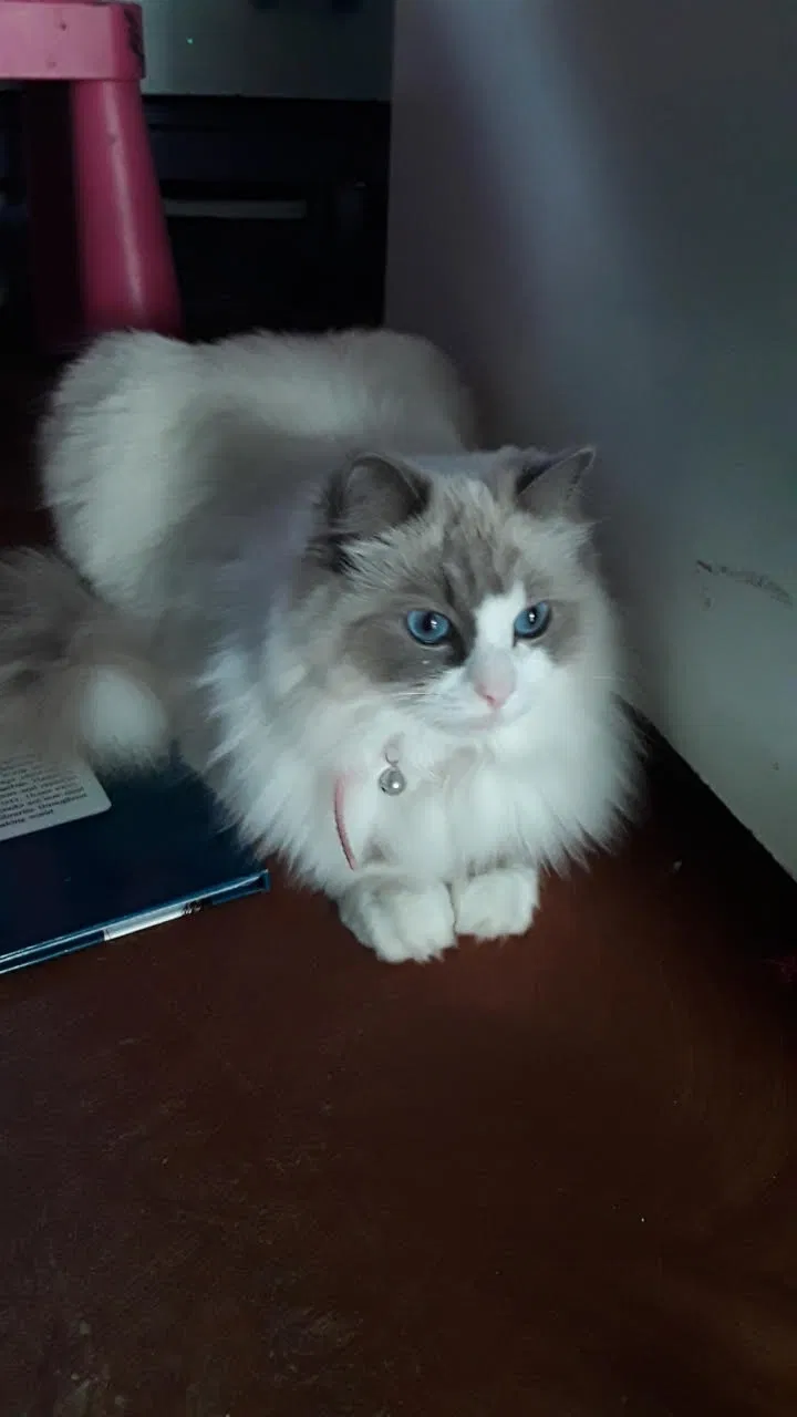 Lost cat in Mission Viejo, CA, 92692