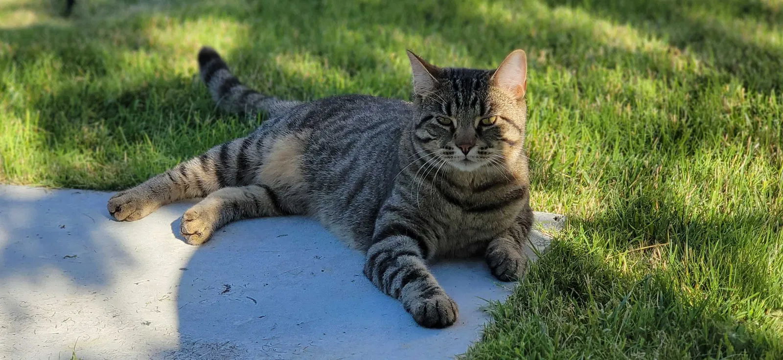 Lost cat in Collinsville, IL, 62234
