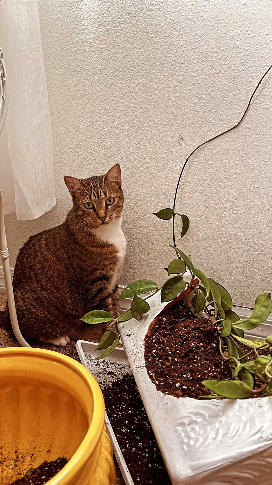 Lost cat in Wesley Chapel, FL, 33543