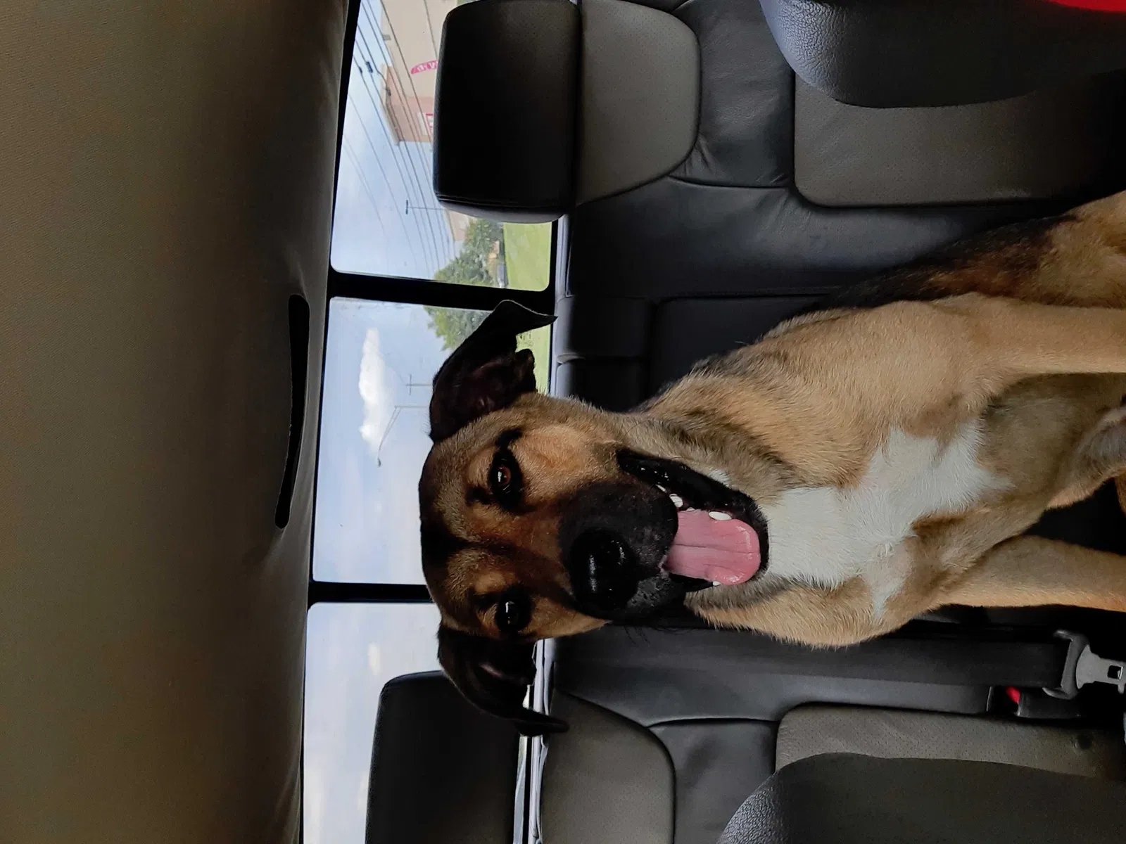 Found dog in Kingsport, TN, 37660