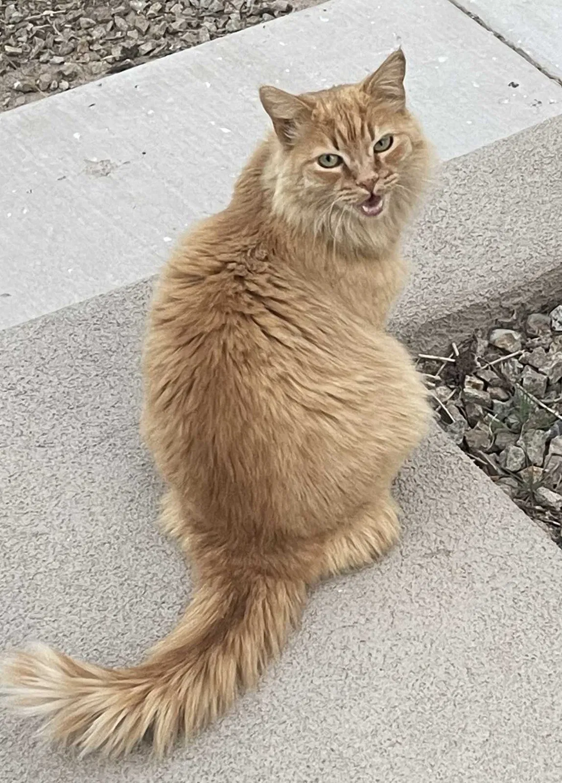 Lost cat in Albuquerque, NM, 87106