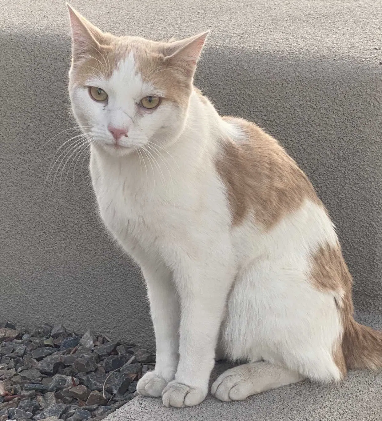 Lost cat in Albuquerque, NM, 87106