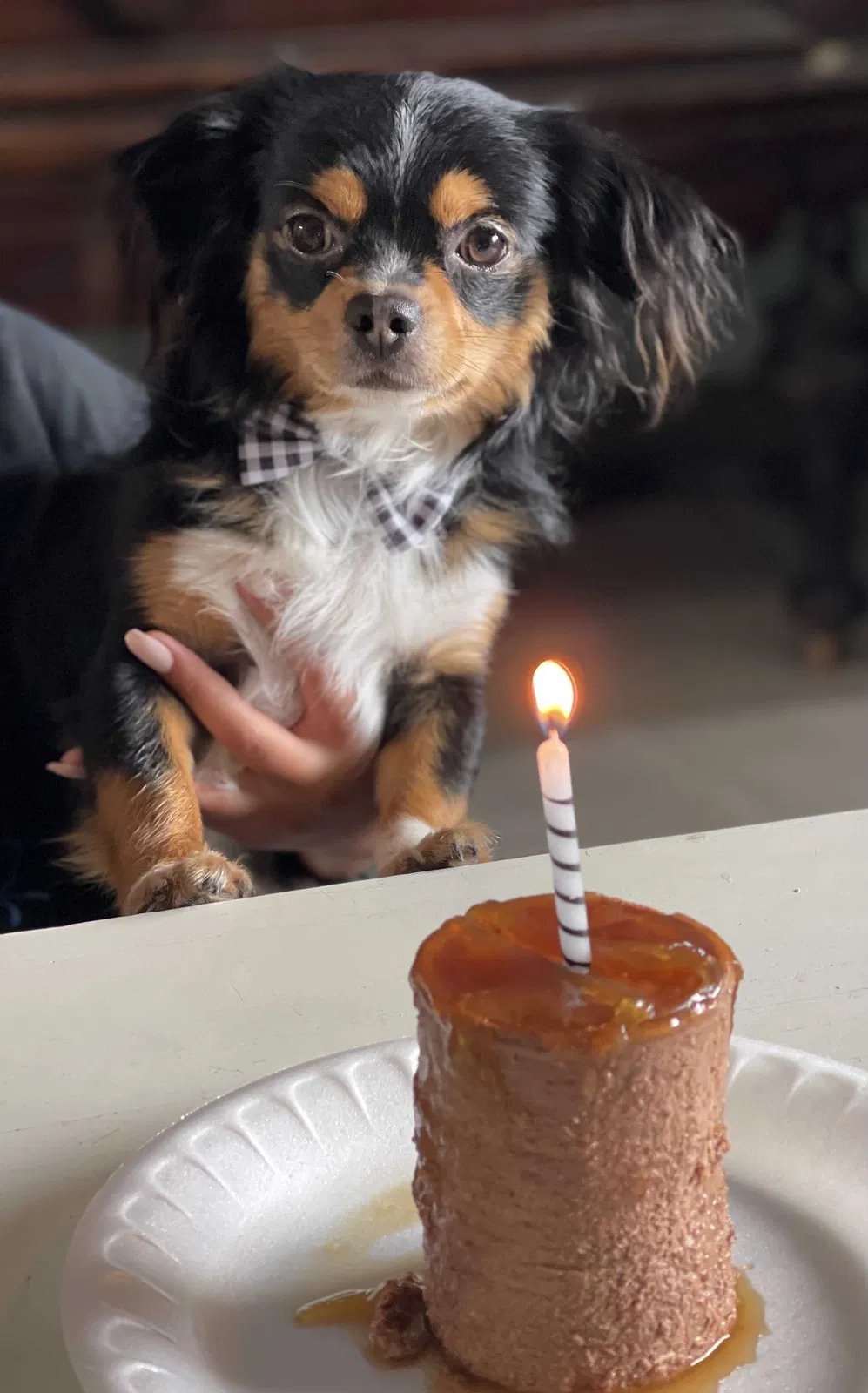 Lost dog in Mesquite, NM, 88048