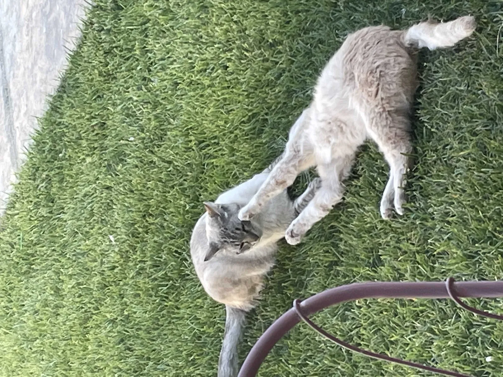 Lost cat in Las Vegas, NV, 89129