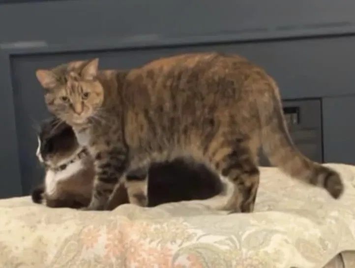 Lost cat in Waxhaw, NC, 28173