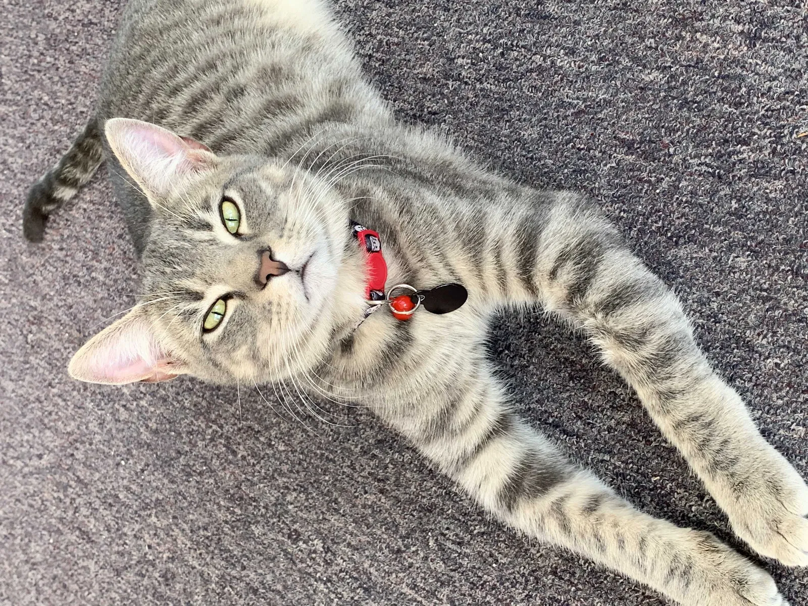 Lost cat in North Richland Hills, TX, 76180