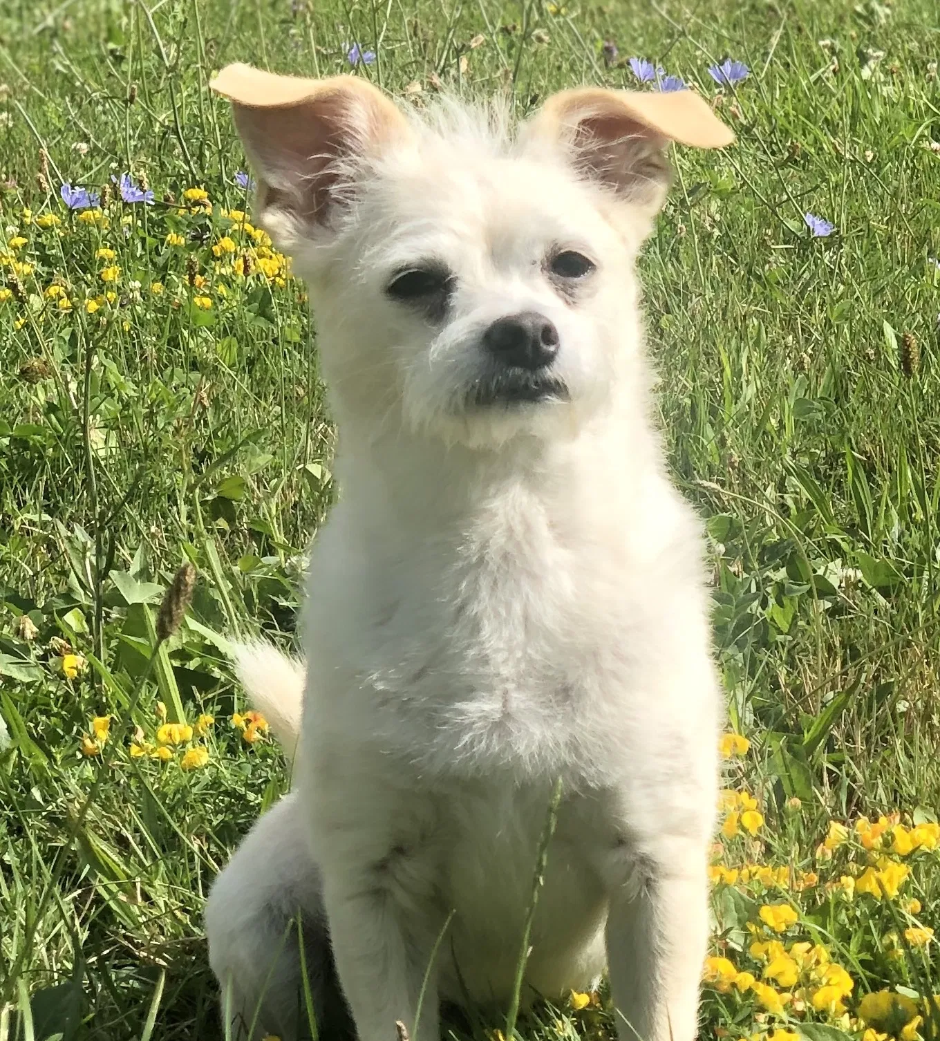 Lost dog in Rock Creek, OH, 44084