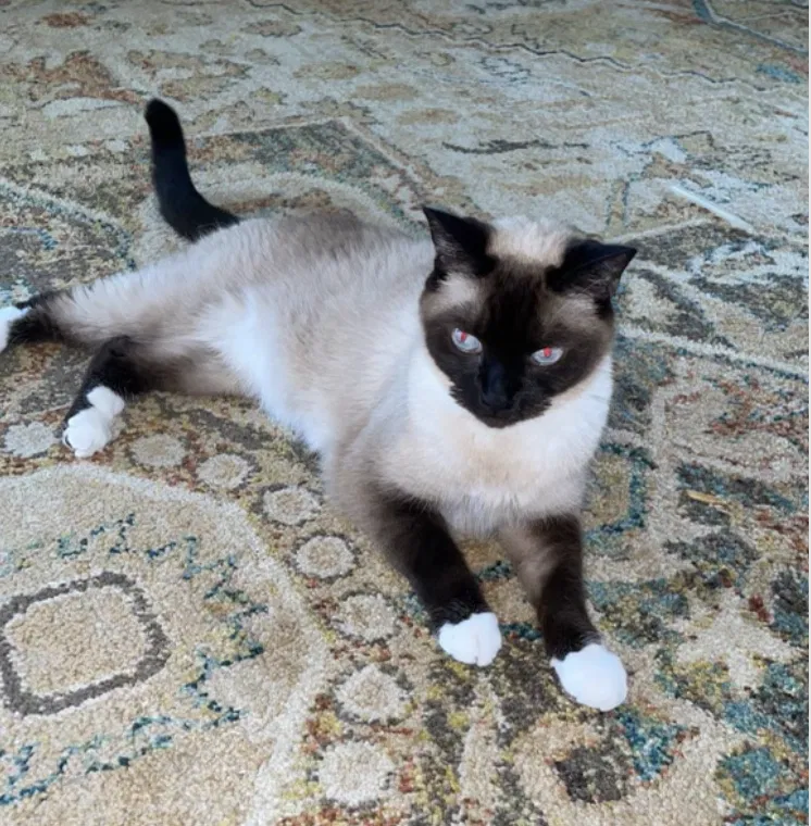 Lost cat in Sterling Heights, MI, 48310