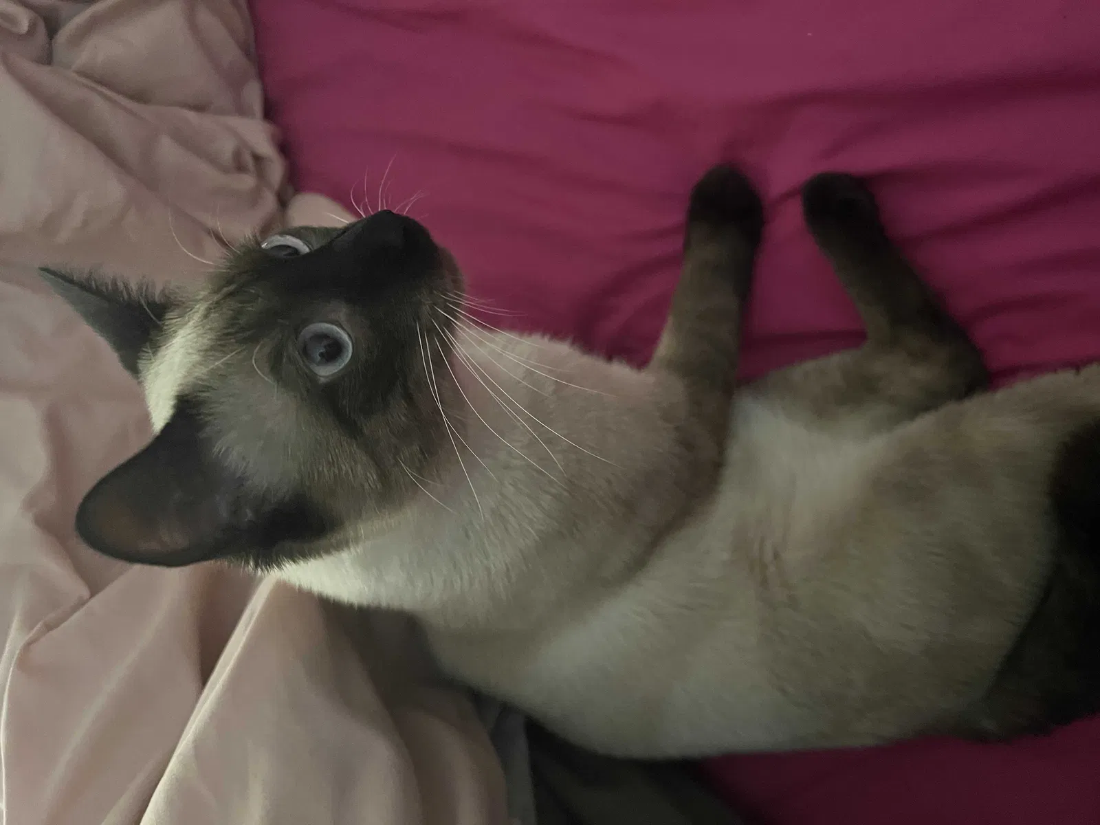 Lost cat in Fort Myers, FL, 33901