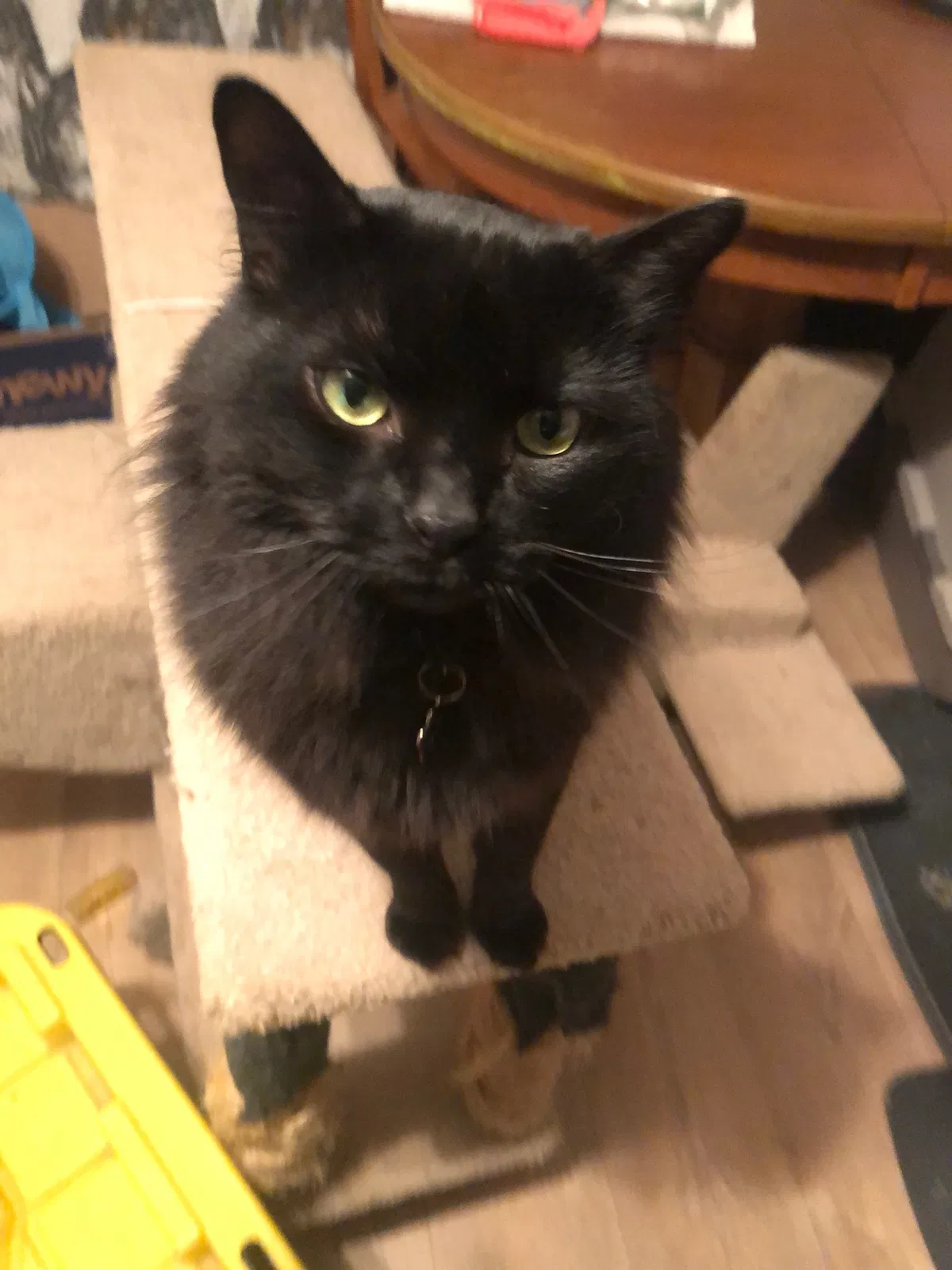 Lost cat in Fresno, CA, 93720