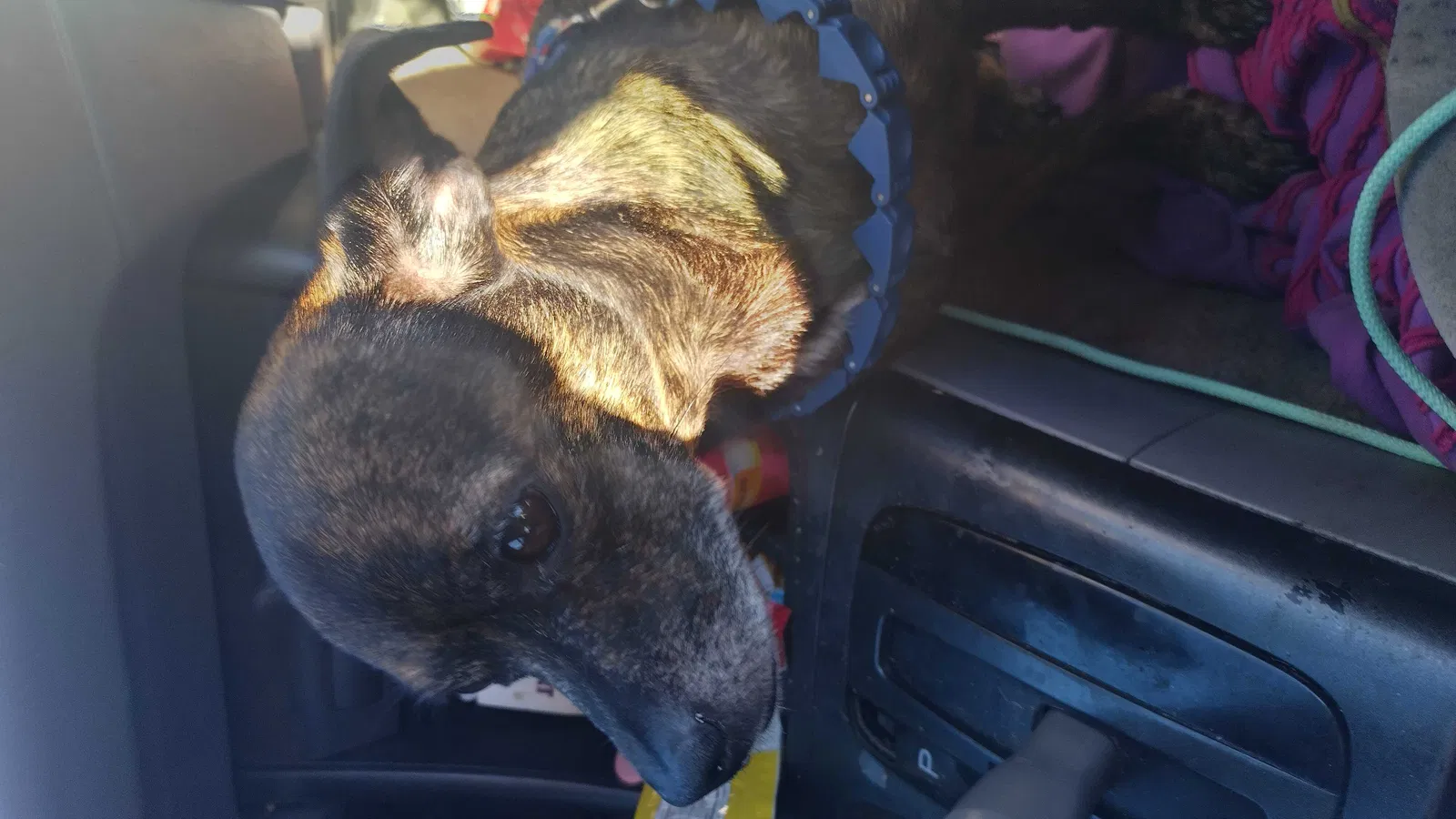 Lost dog in Unknown, AL, 0