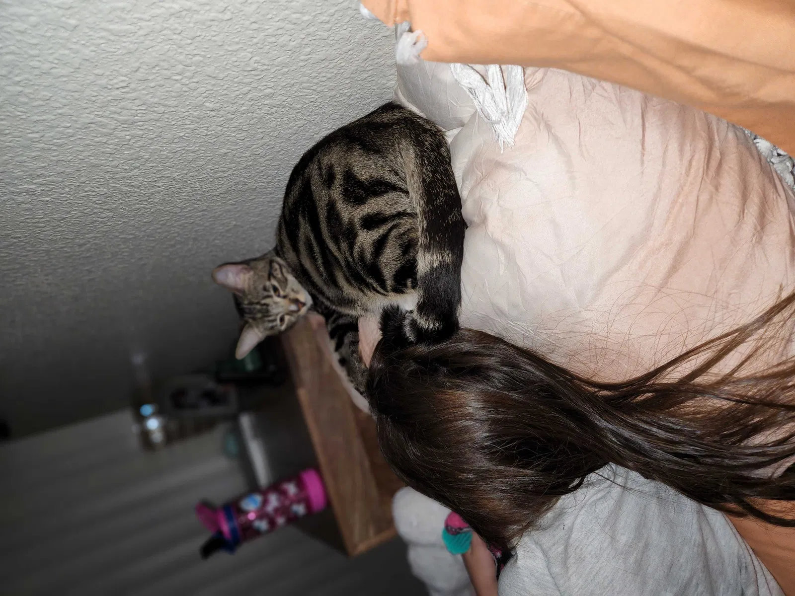 Lost cat in Modesto, CA, 95350