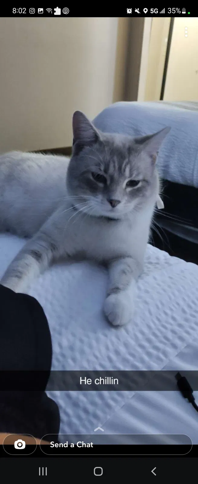 Lost cat in Altoona, AL, 35952