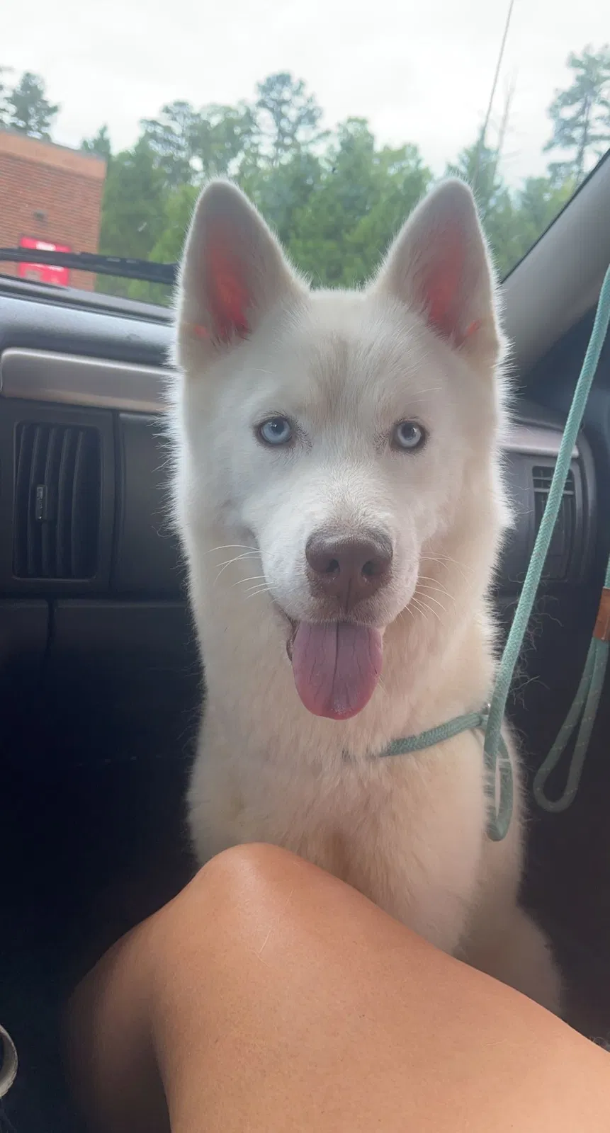 Found dog in Winston Salem, NC, 27107