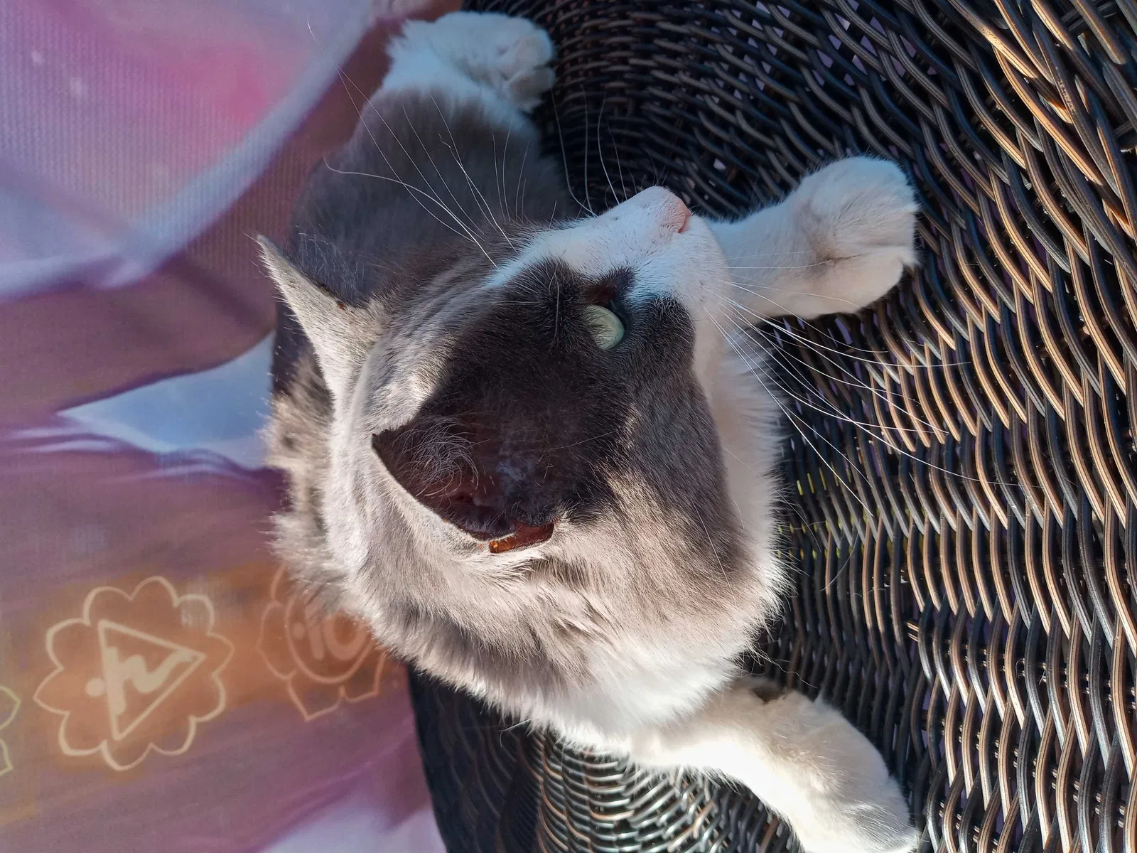 Found cat in Rio Rancho, NM, 87124