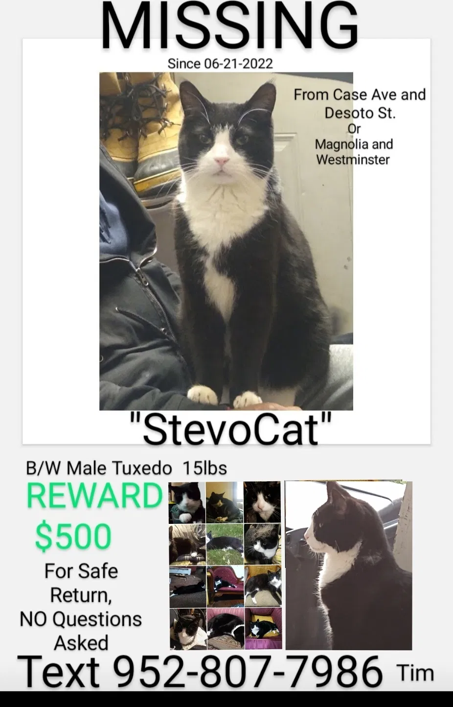 Lost cat in Saint Paul, MN, 55130
