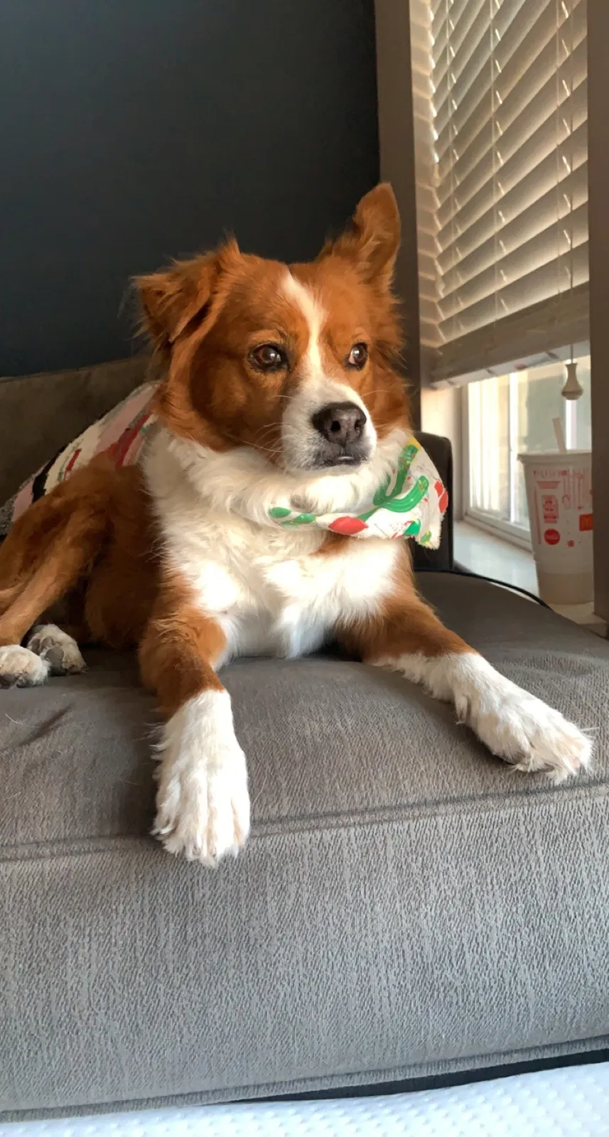 Lost dog in Oklahoma City, OK, 73162