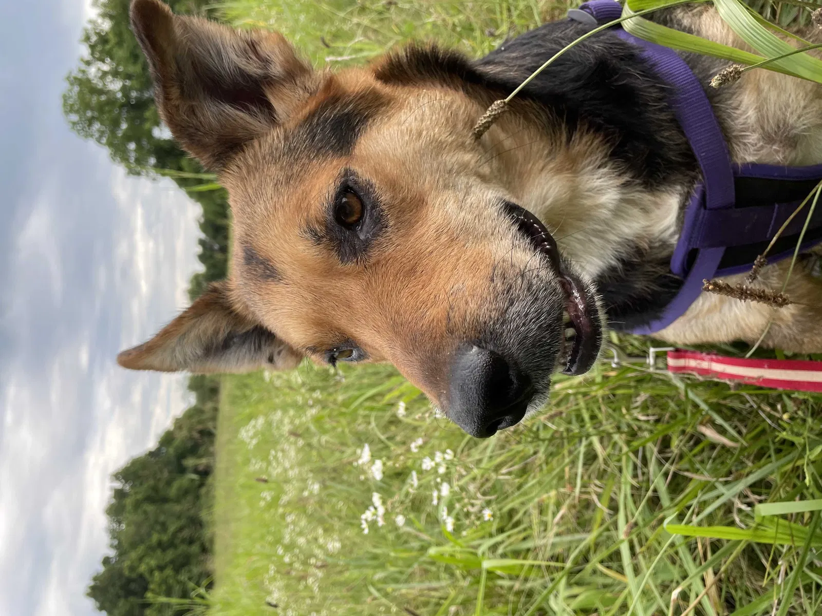 Lost dog in Rogersville, MO, 65742