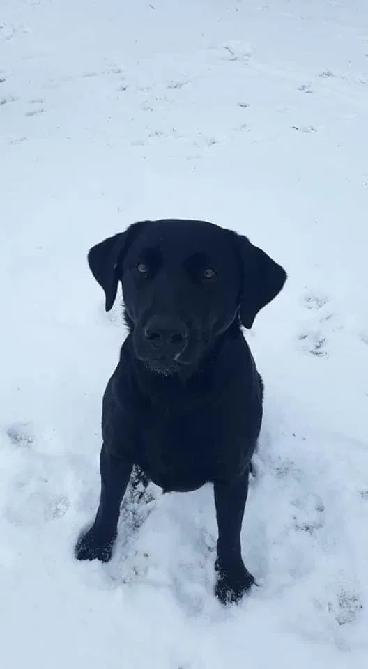 Lost dog in Rogersville, MO, 65742