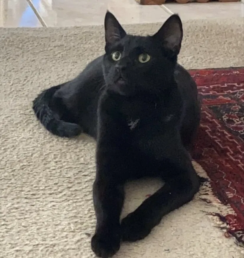 Lost cat in Plano, TX, 75025