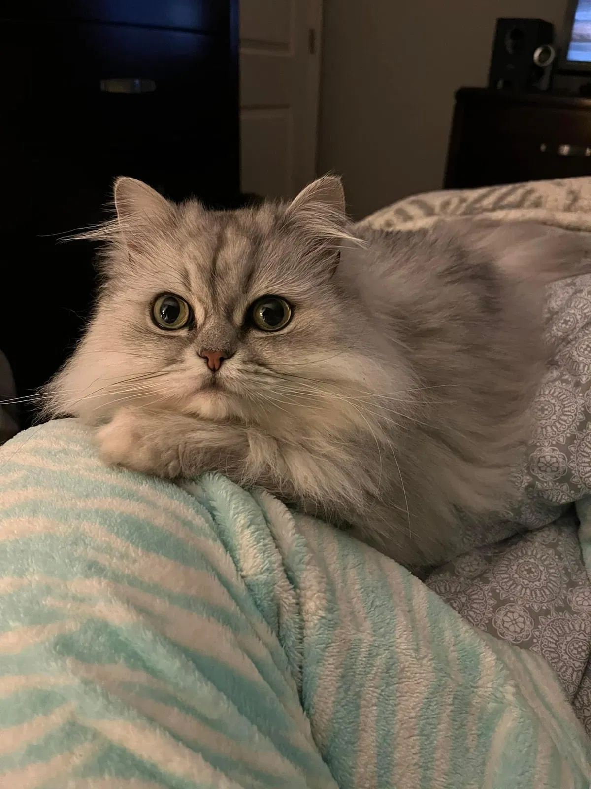 Lost cat in Stratford, CT, 6614