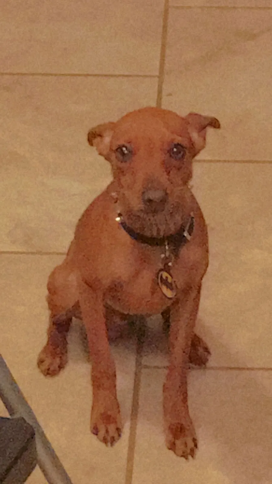 Lost dog in Oklahoma City, OK, 73112