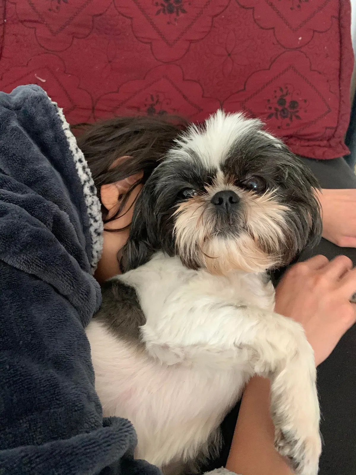 Lost dog in Las Vegas, NV, 89115