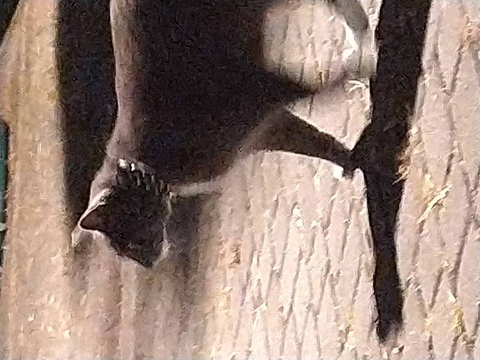 Found cat in Blaine, WA, 98230