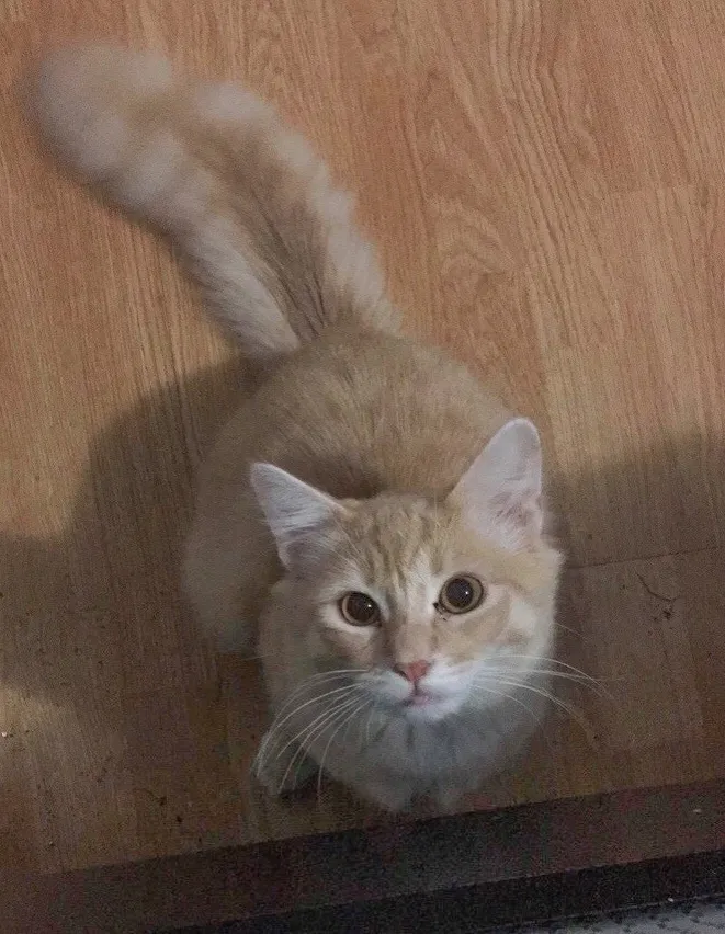 Lost cat in Eugene, OR, 97404