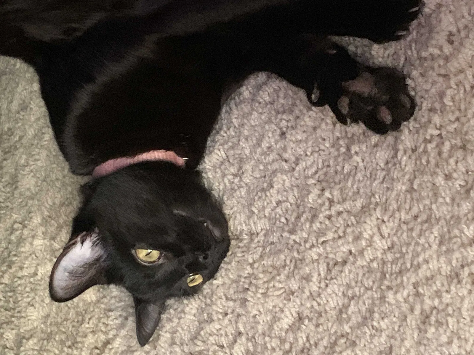 Lost cat in Hanahan, SC, 29410