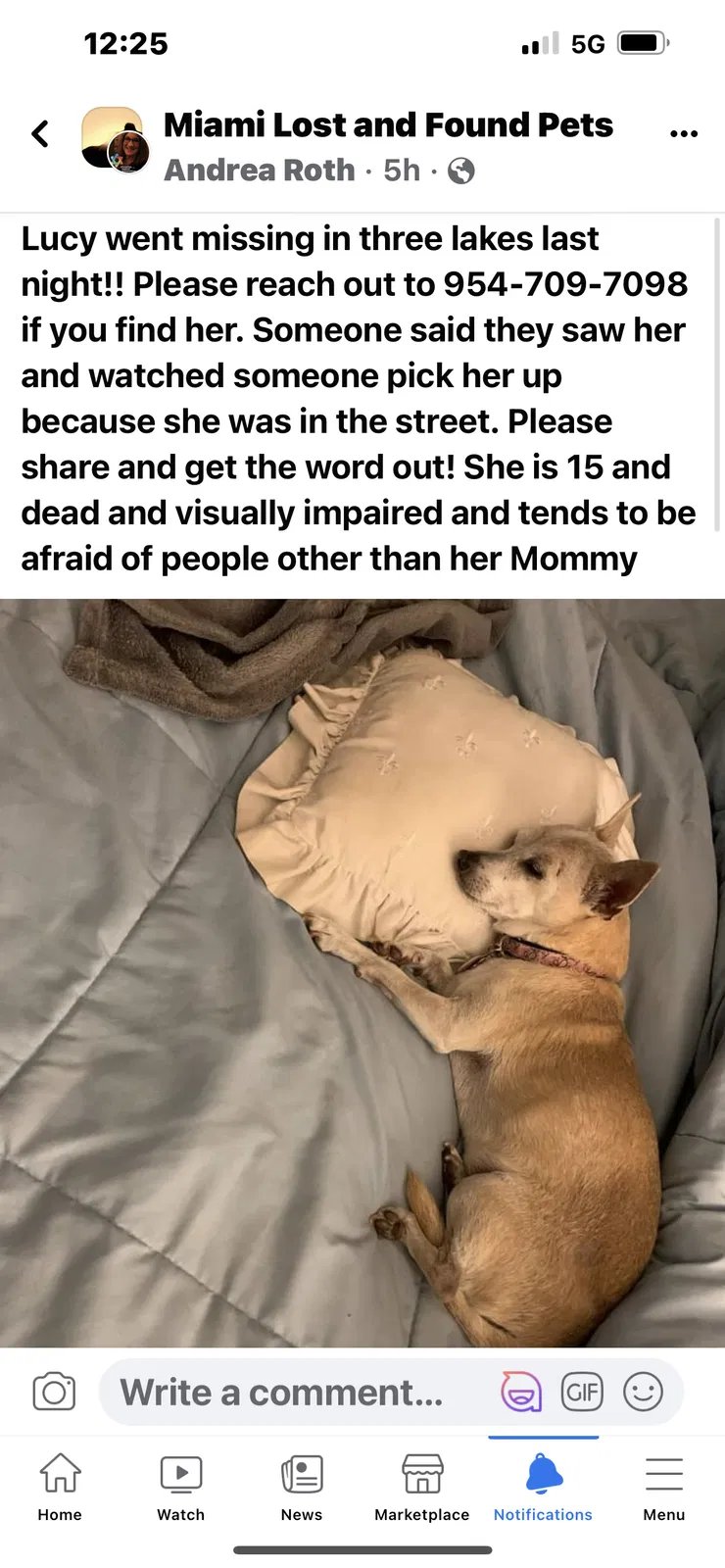 Lost dog in Miami, FL, 33186
