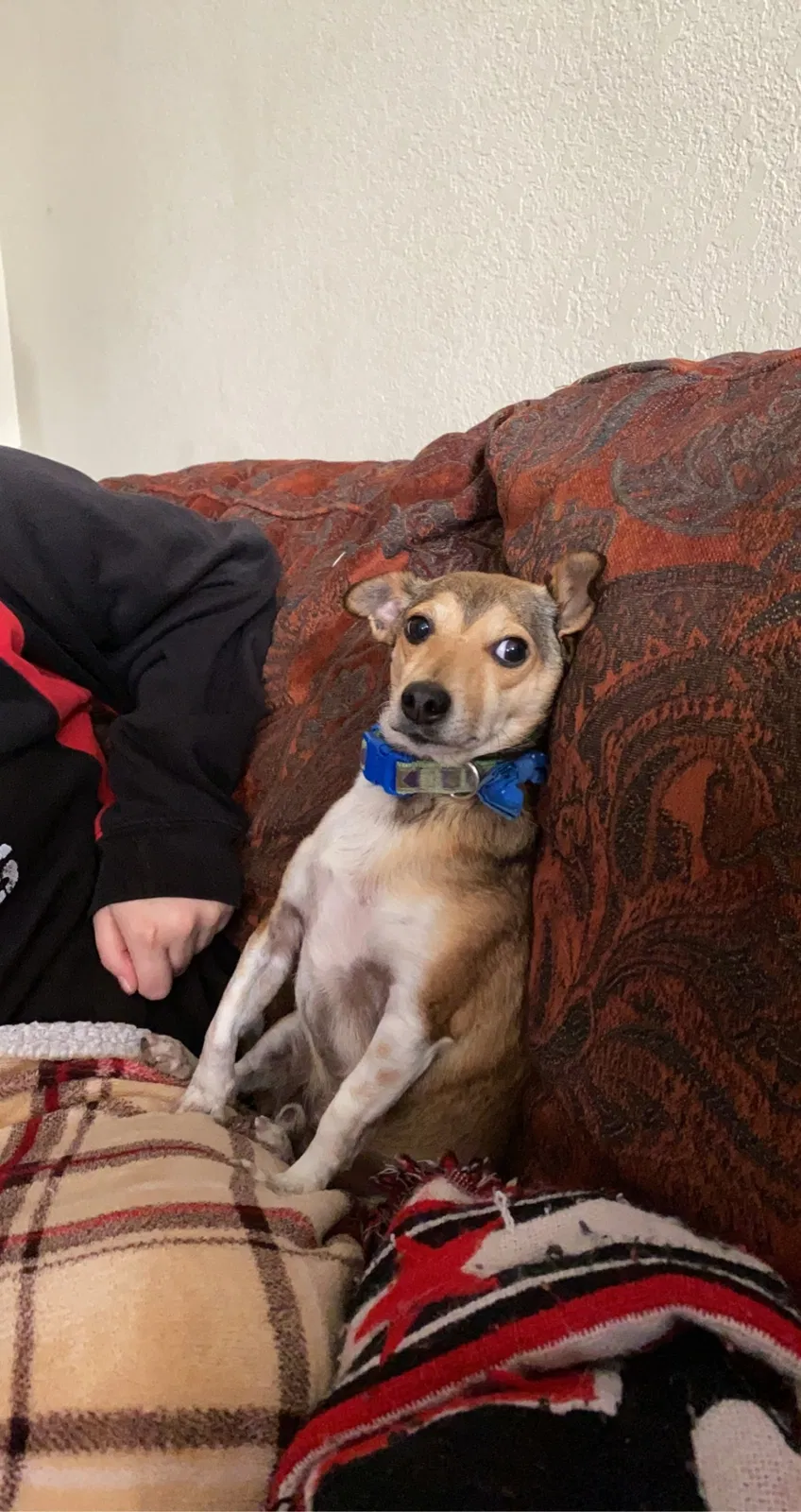 Lost dog in Mesa, AZ, 85208