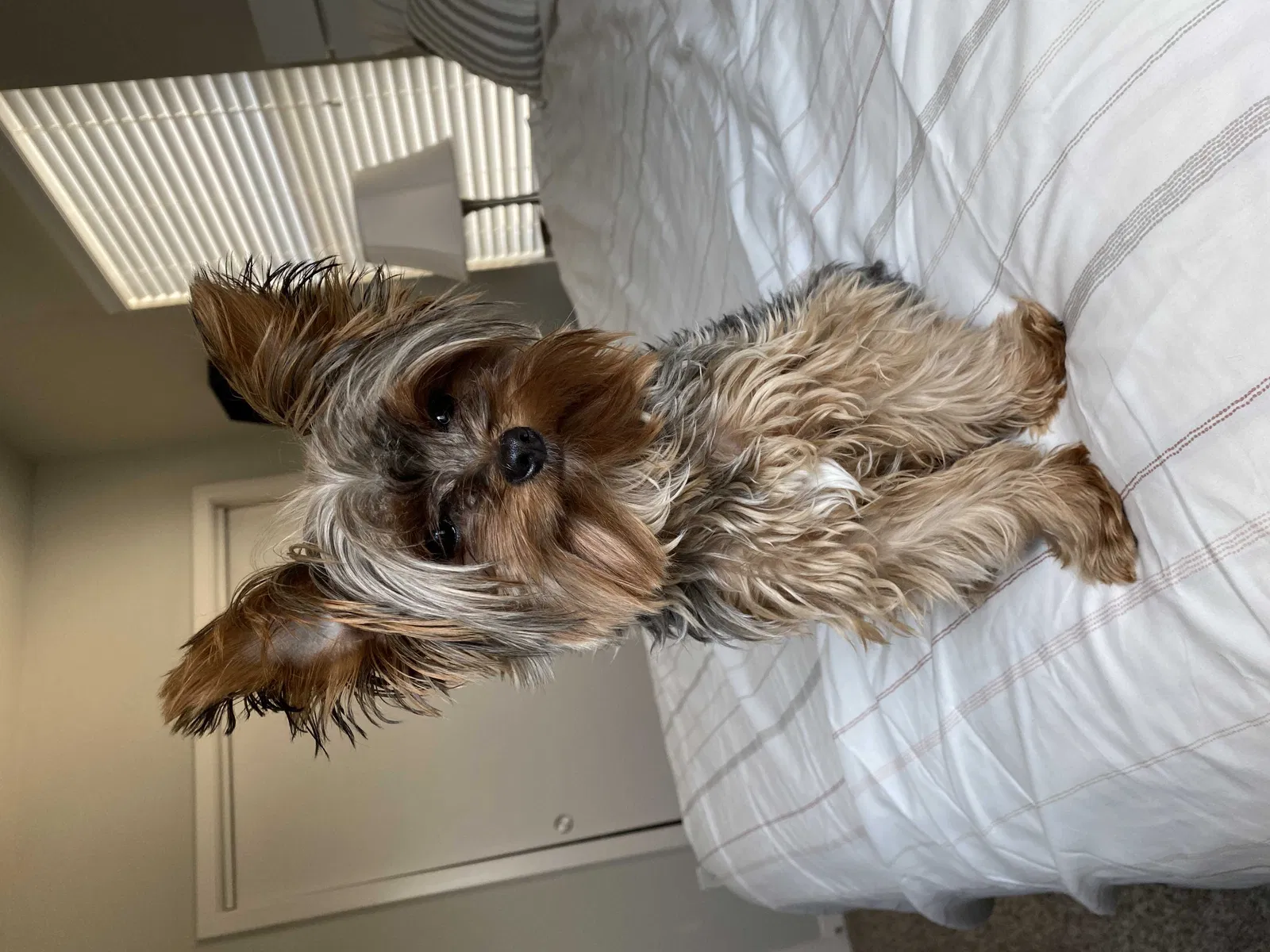 Lost dog in San Antonio, TX, 78253