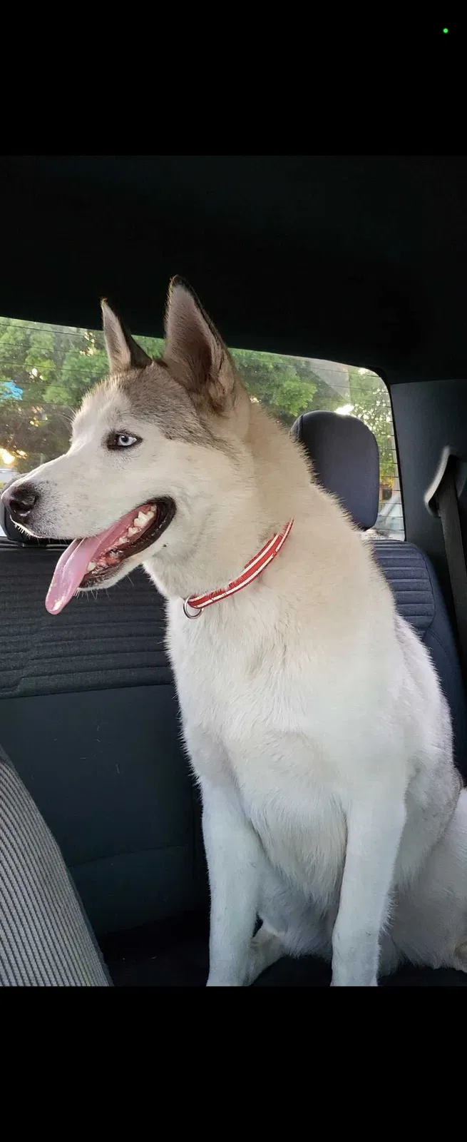 Lost dog in Los Angeles, CA, 90059