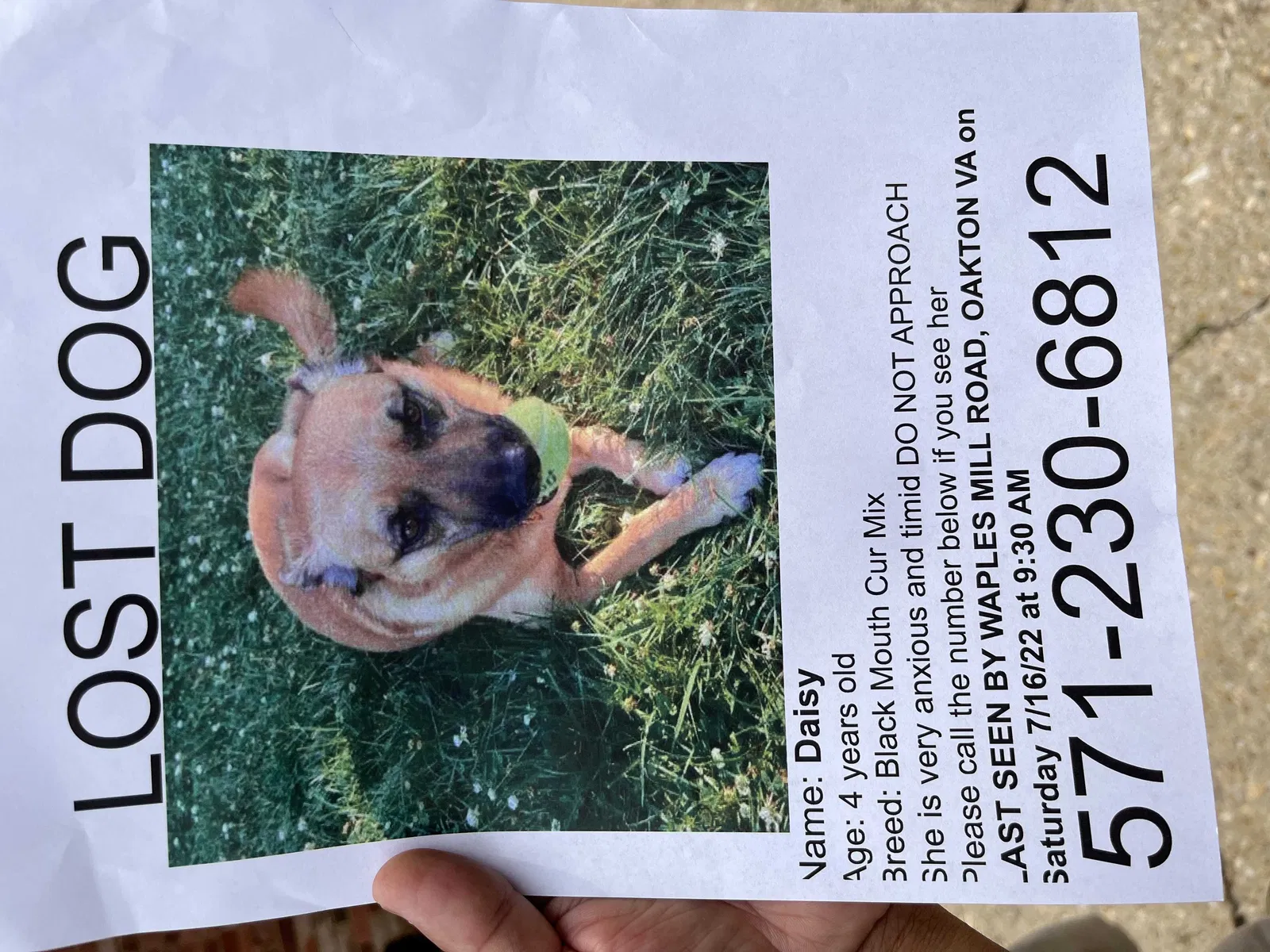 Lost dog in Chantilly, VA, 20151