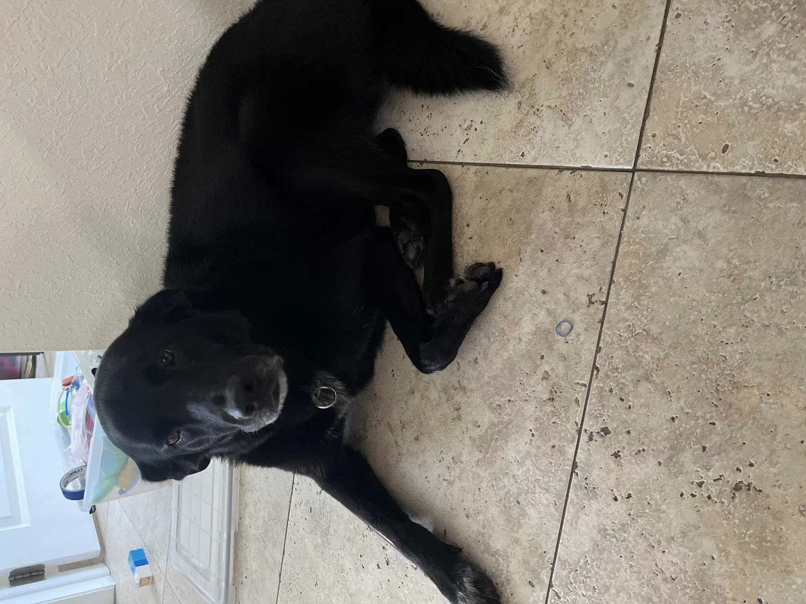 Lost dog in Hollywood, FL, 33026