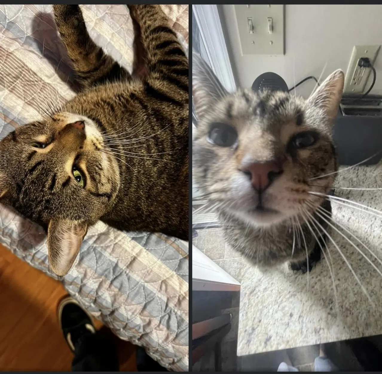 Lost cat in Reading, PA, 19611
