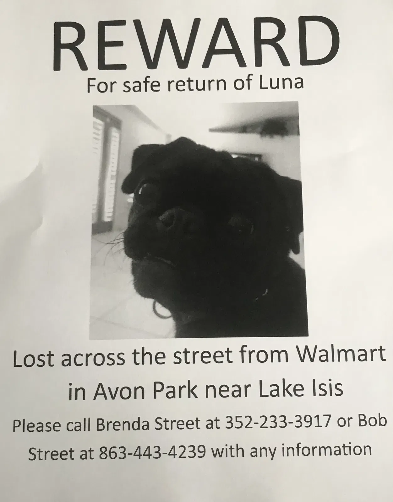 Lost dog in Avon Park, FL, 33825