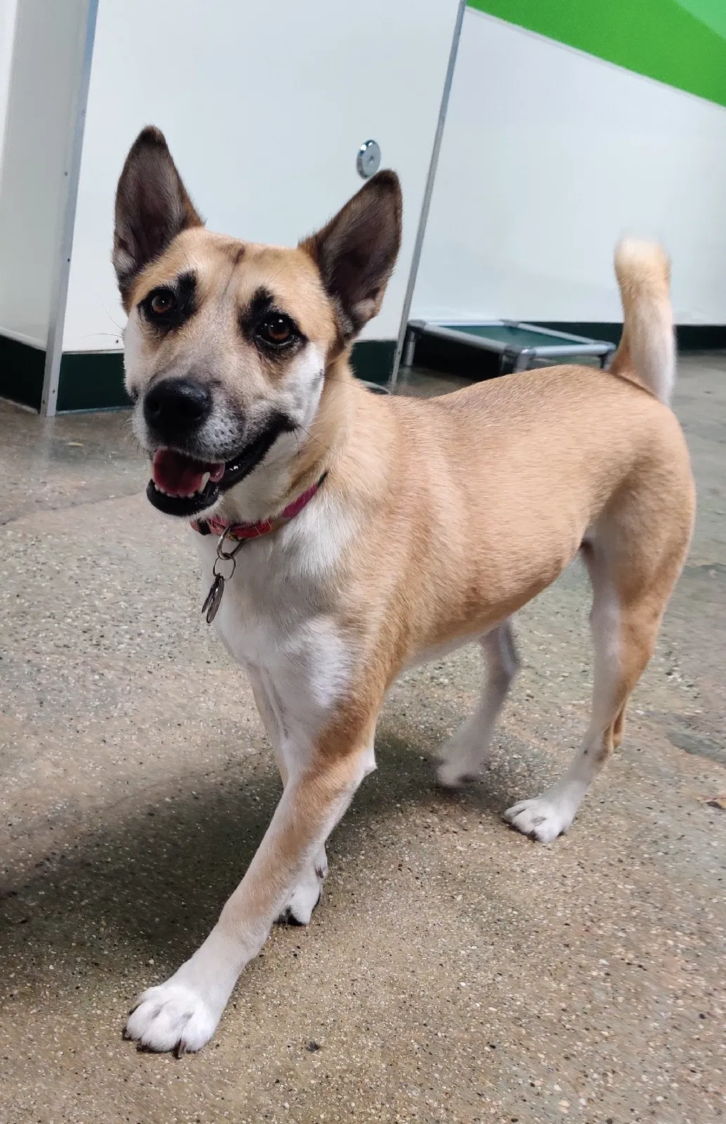 Lost dog in Los Angeles, CA, 90025