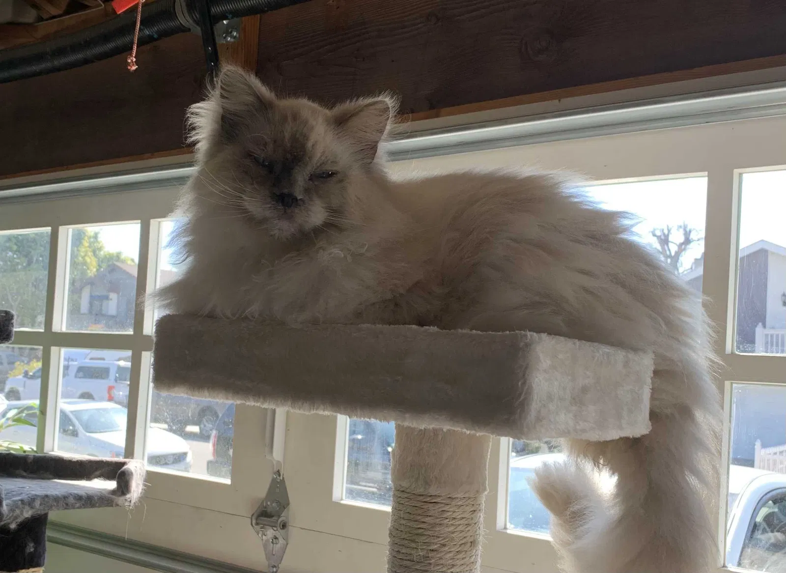 Lost cat in Huntington Beach, CA, 92648
