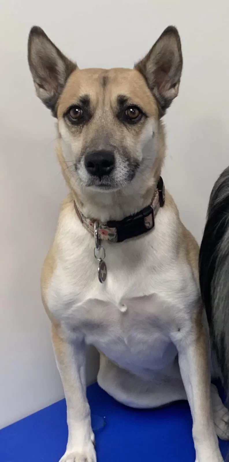 Lost dog in Los Angeles, CA, 90025