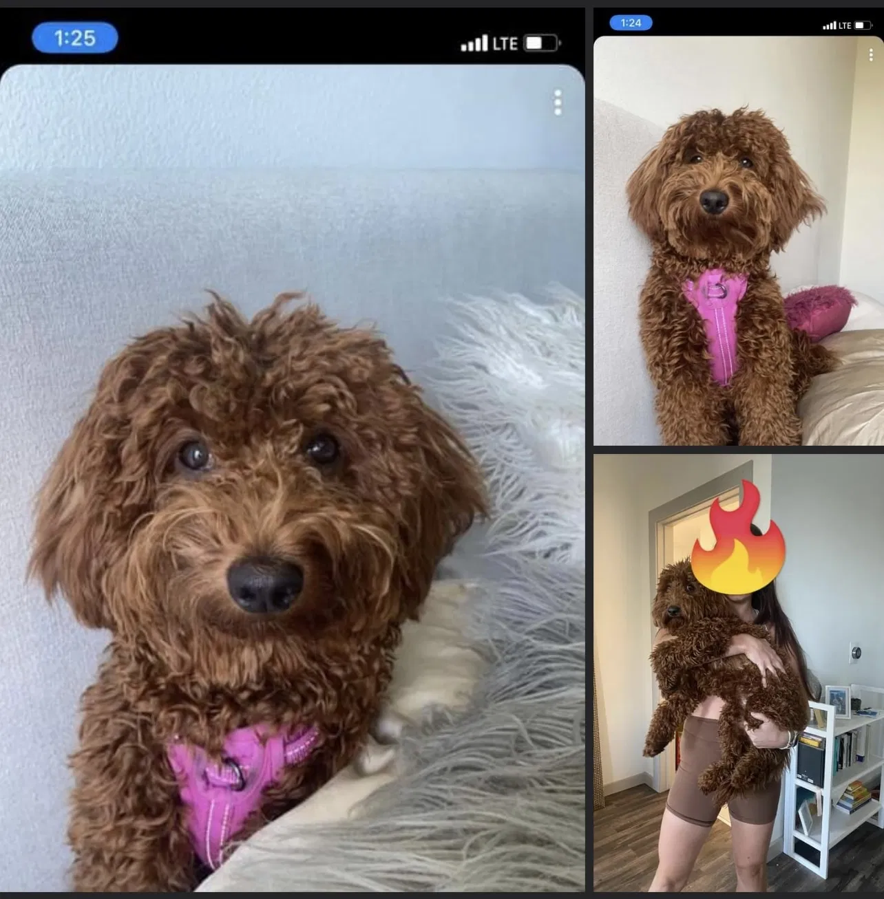 Lost dog in Austin, TX, 78710