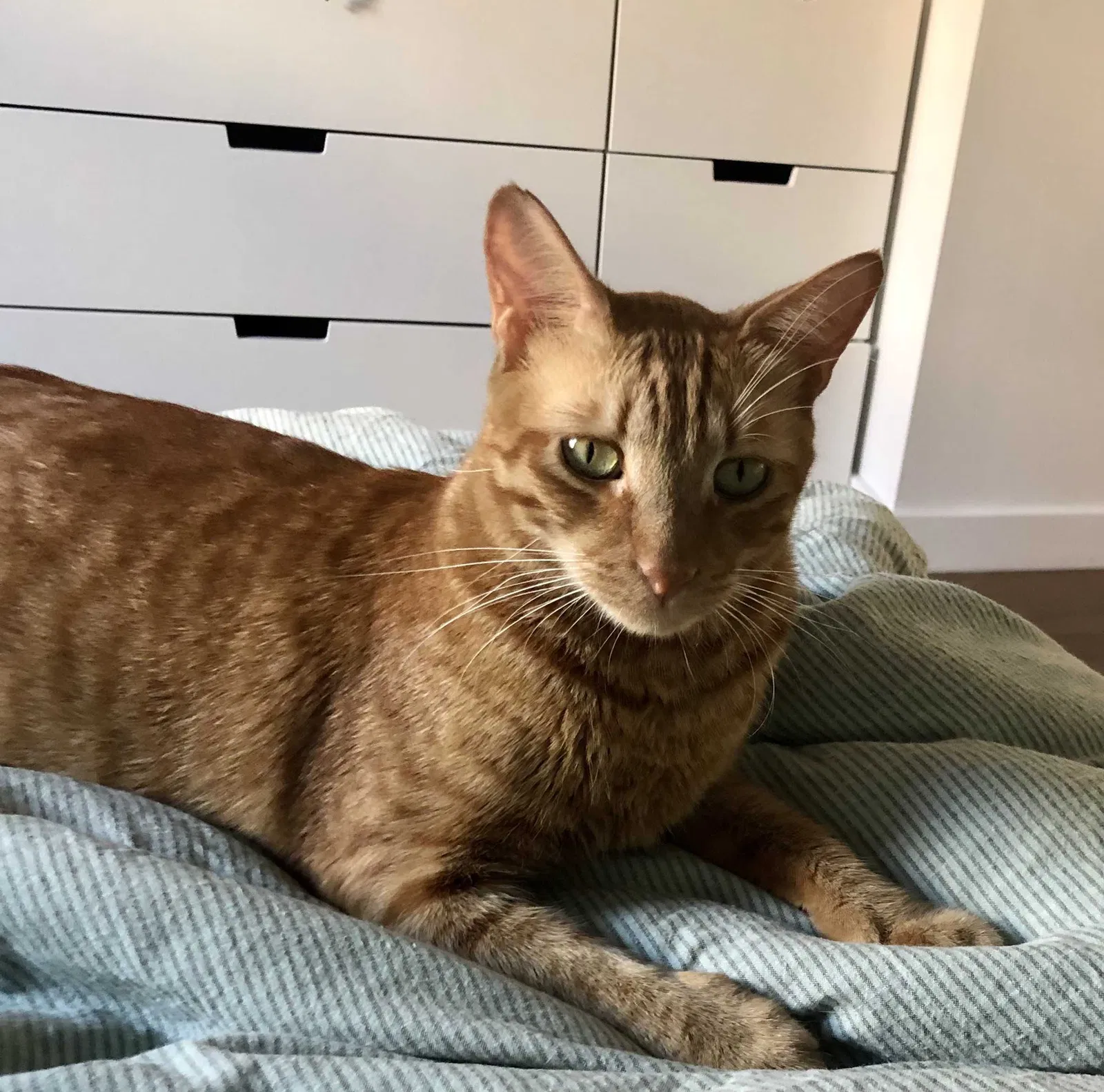 Lost cat in Brooklyn, NY, 11249
