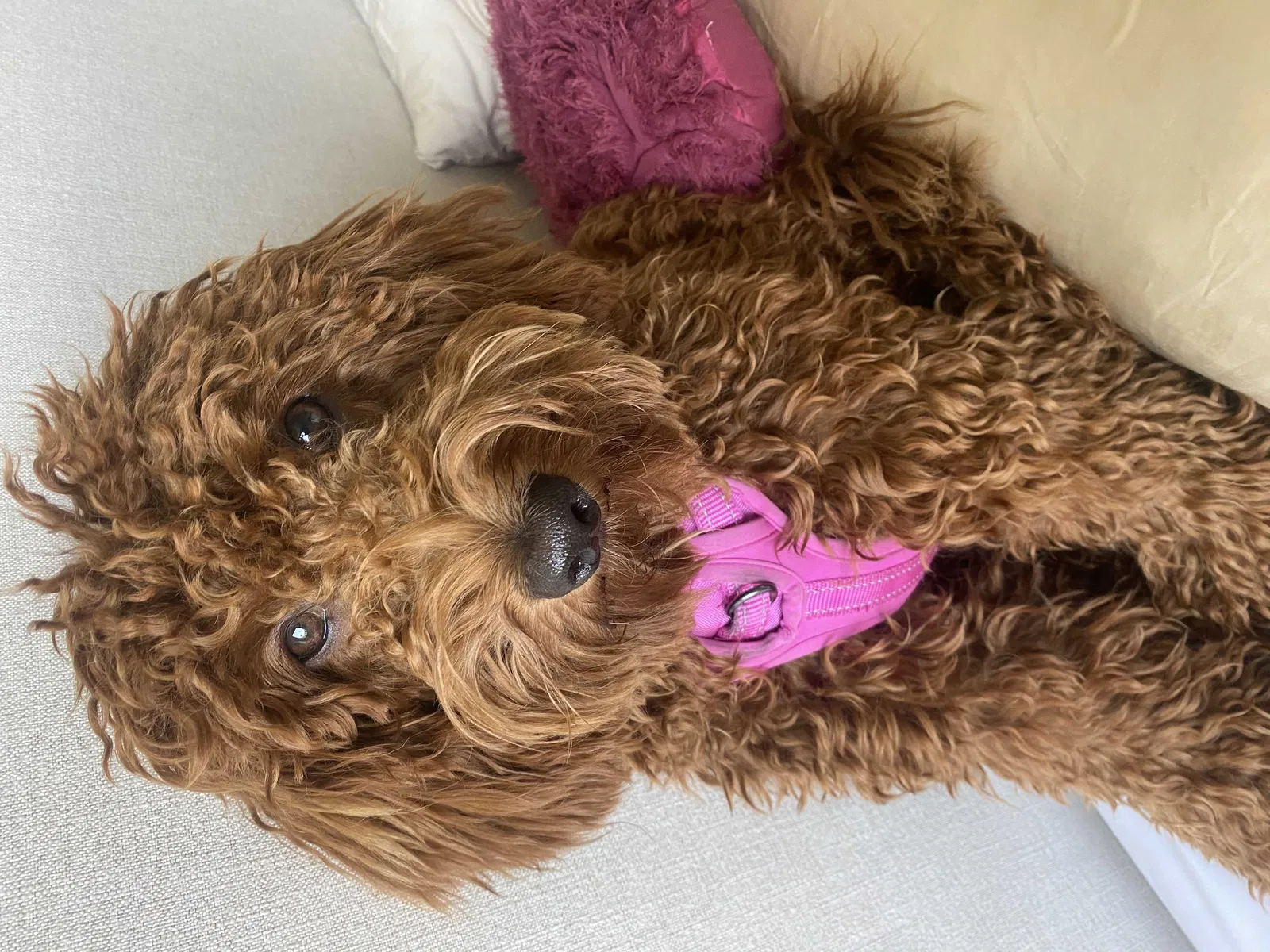 Lost dog in Austin, TX, 78701