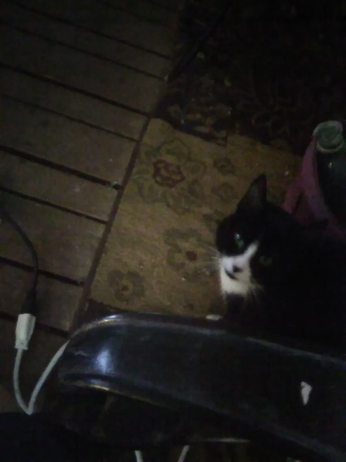 Lost cat in Boise, ID, 83706