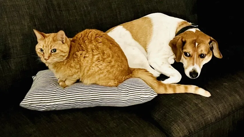 Lost cat in Wellington, FL, 33414
