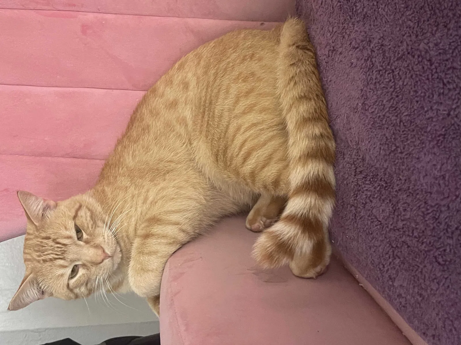 Lost cat in Missouri City, TX, 77459