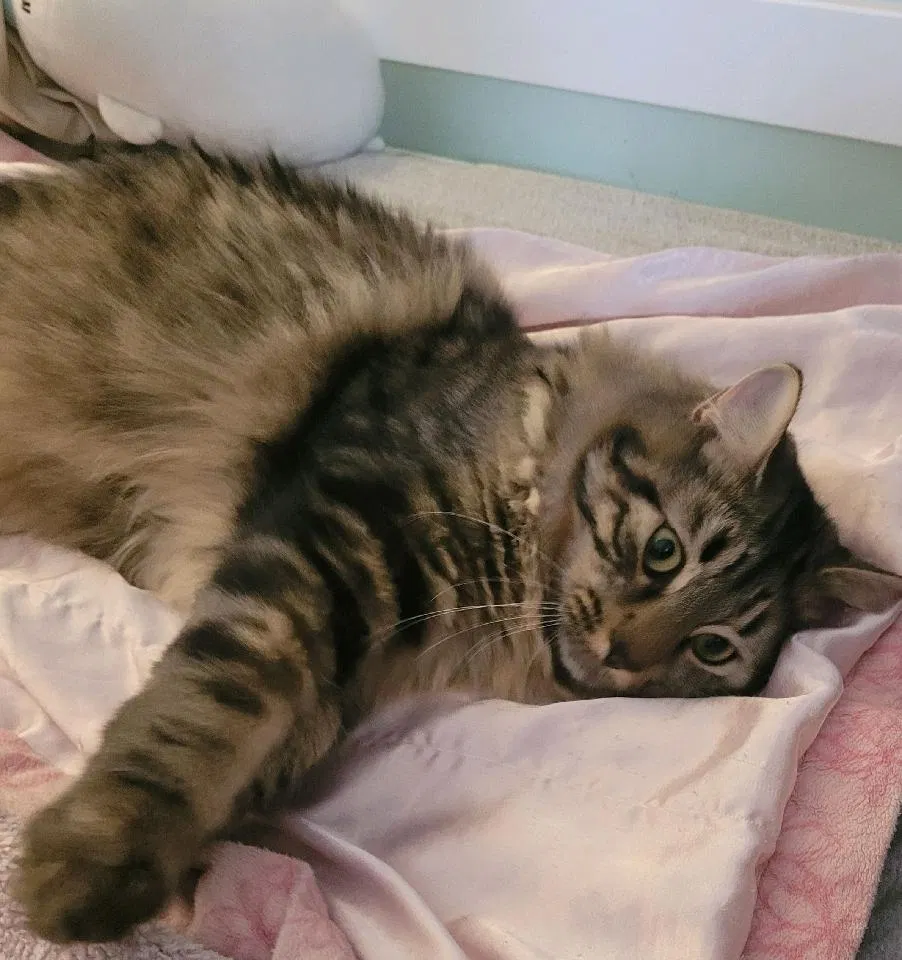 Lost cat in Blairstown, NJ, 7825