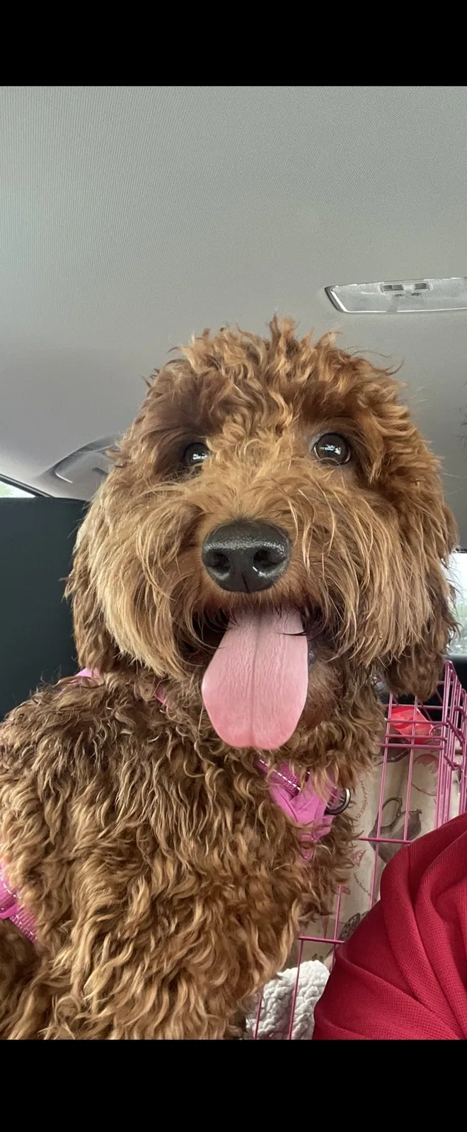 Lost dog in Austin, TX, 78701